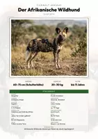 Vorschau - Arbeitsblätter - Afrikanischer Wildhund Steckbrief – Lesetext, Lückentext, Weltkarte & Arbeitsblatt - Deckblatt