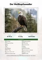 Vorschau - Arbeitsblätter - Weißkopfseeadler Steckbrief – Lesetext, Lückentext, Weltkarte & Arbeitsblatt - Deckblatt