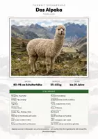 Vorschau - Arbeitsblätter - Alpaka Steckbrief – Lesetext, Lückentext, Weltkarte & Arbeitsblatt - Deckblatt