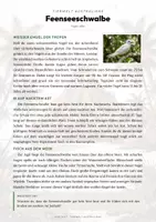 Vorschau - Arbeitsblätter - Feenseeschwalbe Steckbrief – Lesetext, Lückentext, Weltkarte & Arbeitsblatt - Seite 1
