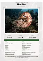 Vorschau - Arbeitsblätter - Nautilus Steckbrief – Lesetext, Lückentext, Weltkarte & Arbeitsblatt - Deckblatt
