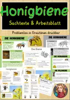 Vorschau - Arbeitsblätter - Honigbiene Wissenskartei, Sachtext und Arbeitsblätter Biologie Klasse 5 - Seite 1