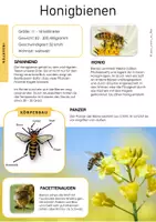 Vorschau - Arbeitsblätter - Honigbiene Wissenskartei, Sachtext und Arbeitsblätter Biologie Klasse 5 - Seite 2