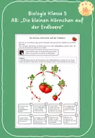 Vorschau - Arbeitsblätter - Die kleinen Körnchen auf der Erdbeere - Lebenszyklus einer Erdbeerpflanze - Deckblatt