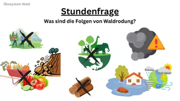 Vorschau - Arbeitsblätter - Materialpaket: Funktionen des Waldes & Waldrodung (inkl. Präsi, Sprinter, Podcast, Lösungen) - Seite 3