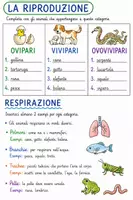 anteprima - Materiale di supporto/inclusione - Riproduzione e respirazione degli animali 🐟🐣 - Pagina di copertina