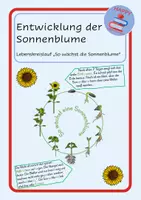 Vorschau - Arbeitsblätter - PAKET Sonnenblume - Beobachtungsheft und Entwicklung - Seite 1