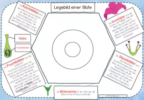 Vorschau - Unterrichtsreihen - Step by Step Anleitung für ein Legebild einer Tulpe - Seite 3