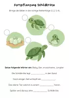 Vorschau - Arbeitsblätter - Haustier - Schildkröte (Steckbrief und Kreislauf) - Seite 2