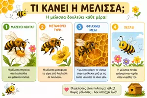 Προεπισκόπηση - Υποστηρικτικό υλικό / Ειδική αγωγή - 🐝 Η Μέλισσα – Ολοκληρωμένο Εκπαιδευτικό Υλικό για Ε.Ε.Ε.ΕΚ. και όχι μόνο - Σελίδα 2