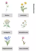 Vorschau - Arbeitsblätter - Heimische Wiesenblumen - differenziert - Seite 3