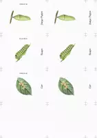 Vorschau - Fördermaterial/Inklusion - Lebenszyklus des Schmetterlings – Nomenklaturkarten & Lernposter - Seite 3
