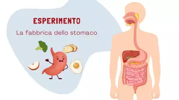 anteprima - Esperimenti - APPARATO DIGERENTE: UN ESPERIMENTO 🍪 - Pagina di copertina