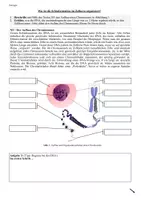 Vorschau - Stundenentwürfe - Chromosomen - Träger der Erbinformation #Lehrprobenstunde - Seite 1
