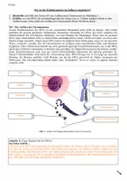 Vorschau - Stundenentwürfe - Chromosomen - Träger der Erbinformation #Lehrprobenstunde - Seite 3