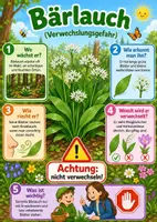 Vorschau - Poster - Lernkarte – Giftpflanzen – Sachunterricht – Pflanzen und Natur 3. Klasse - Seite 3