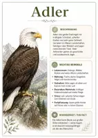 Vorschau - Poster - Lernkarte – Greifvögel – Biologie – Tiere und Lebensräume 6. Klasse - Seite 2