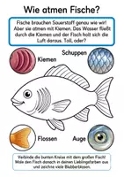 Vorschau - Arbeitsblätter - Alles rund um das Meer – Super-XXL Wissens- & Mitmachheft - Seite 3