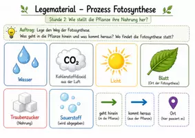 Vorschau - Arbeitsblätter - Wie stellt die Pflanze ihre Nahrung her? – Den Prozess der Fotosynthese Schritt für Schritt verstehen - Seite 2