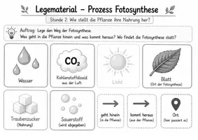 Vorschau - Arbeitsblätter - Wie stellt die Pflanze ihre Nahrung her? – Den Prozess der Fotosynthese Schritt für Schritt verstehen - Seite 3