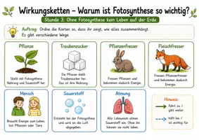 Vorschau - Arbeitsblätter - Warum ist Fotosynthese so wichtig? – Wirkungsketten für Nahrung, Sauerstoff und Leben verstehen - Seite 2