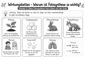 Vorschau - Arbeitsblätter - Warum ist Fotosynthese so wichtig? – Wirkungsketten für Nahrung, Sauerstoff und Leben verstehen - Seite 3