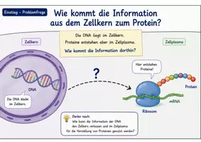 Vorschau - Unterrichtsreihen - Was ist ein Gen? – DNA-Abschnitte als Bauanleitungen für Merkmale verstehen - Seite 2