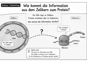 Vorschau - Unterrichtsreihen - Was ist ein Gen? – DNA-Abschnitte als Bauanleitungen für Merkmale verstehen - Seite 3