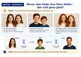 Vorschau - Unterrichtsreihen - Warum sehen Kinder ihren Eltern ähnlich – aber nicht genau gleich? Einführung in die Vererbung - Seite 3