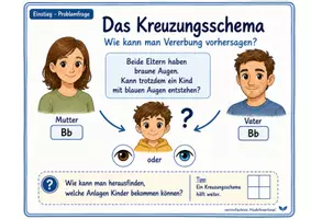 Vorschau - Unterrichtsreihen - Das Kreuzungsschema – Wie kann man Vererbung vorhersagen? - Seite 2