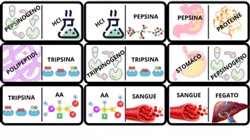 anteprima - Giochi - Metabolismo Zuccheri e Proteine - Pagina 1