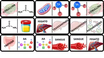 anteprima - Giochi - Metabolismo Zuccheri e Proteine - Pagina 2