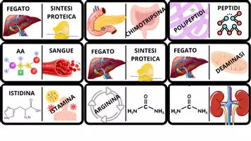 anteprima - Giochi - Metabolismo Zuccheri e Proteine - Pagina di copertina
