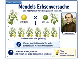 Vorschau - Unterrichtsreihen - Mendels Erbsenversuche – Wie hat Mendel Vererbungsregeln entdeckt? - Seite 2