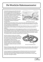 Vorschau - Arbeitsblätter - Hakennasennatter-Arbeitsblätter | Anpassung | AFB I–III | Kl. 5/6 - Seite 2