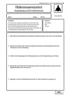 Vorschau - Arbeitsblätter - Hakennasennatter-Arbeitsblätter | Anpassung | AFB I–III | Kl. 5/6 - Seite 3