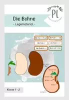 Vorschau - Präsentationen/Tafelbilder - Teile einer Bohne: Legematerial zum Aufbau eines Samens - Deckblatt
