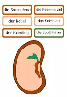 Vorschau - Präsentationen/Tafelbilder - Teile einer Bohne: Legematerial zum Aufbau eines Samens - Seite 1
