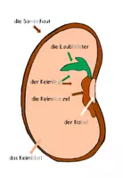Vorschau - Präsentationen/Tafelbilder - Teile einer Bohne: Legematerial zum Aufbau eines Samens - Seite 2