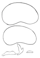 Vorschau - Präsentationen/Tafelbilder - Teile einer Bohne: Legematerial zum Aufbau eines Samens - Seite 3