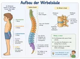 Vorschau - Arbeitsblätter - Wirbelsäule und Gelenke - Deckblatt