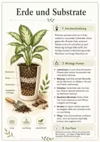 Vorschau - Poster - Lernkarte – Zimmerpflanzen – Biologie – Pflanzen und ihre Lebensbedingungen 6. Klasse - Seite 3