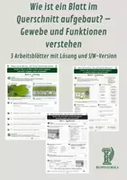 Vorschau - Unterrichtsreihen - Wie ist ein Blatt im Querschnitt aufgebaut? – Gewebe und Funktionen verstehen 3 Arbeitsblätter mit Lösung und S/W-Version - Deckblatt