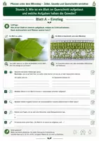 Vorschau - Unterrichtsreihen - Wie ist ein Blatt im Querschnitt aufgebaut? – Gewebe und Funktionen verstehen 3 Arbeitsblätter mit Lösung und S/W-Version - Seite 1