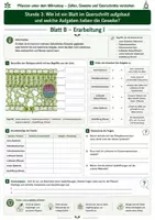 Vorschau - Unterrichtsreihen - Wie ist ein Blatt im Querschnitt aufgebaut? – Gewebe und Funktionen verstehen 3 Arbeitsblätter mit Lösung und S/W-Version - Seite 2