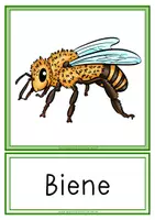 Vorschau - Anderer Materialtyp - Insekten Tafelbildkarten - Seite 2