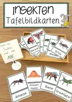 Vorschau - Anderer Materialtyp - Insekten Tafelbildkarten - Deckblatt