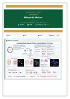 Vorschau - Prüfungsvorbereitung - Mitose & Meiose / p53 — 15-Min-Mini-Klausur Abitur Biologie - Deckblatt