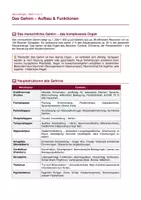 Vorschau - Arbeitsblätter - Das Gehirn – Aufbau & Funktionen - Seite 1