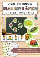 Vorschau - Poster - Visualisierung Marienkäfer - Verwandlungszyklus mit Bewegungen für die Tafel - Deckblatt